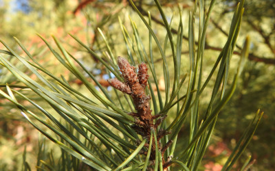 sosna zwyczajna Pinus sylvestris