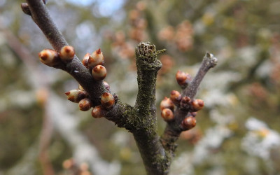 tarnina Prunus spinosa
