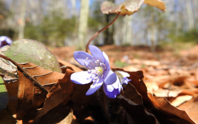 niebieskie kwiaty przylaszczki Anemone hepatica